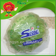 fresh iceberg lettuce round shape lettuce